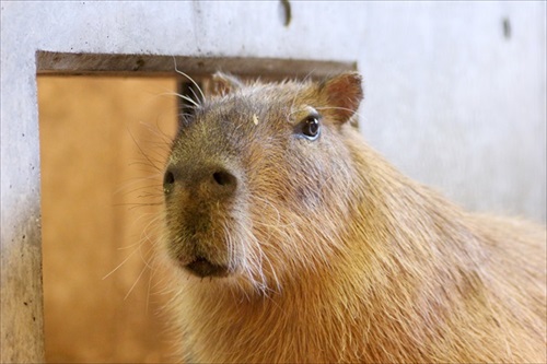 カピバラの長風呂対決