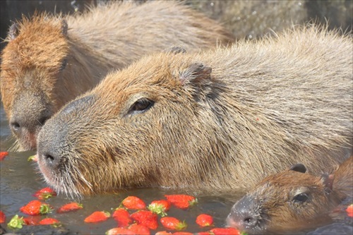 カピバラの長風呂対決