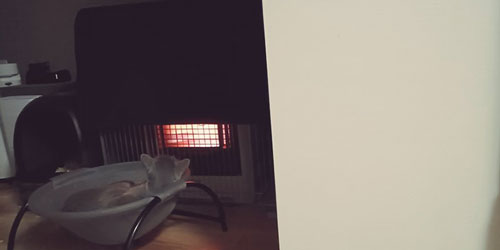 ストーブを自分でつける猫