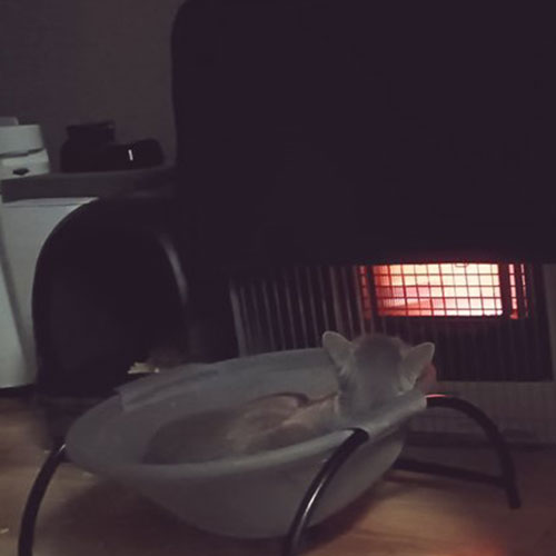 ストーブを自分でつける猫