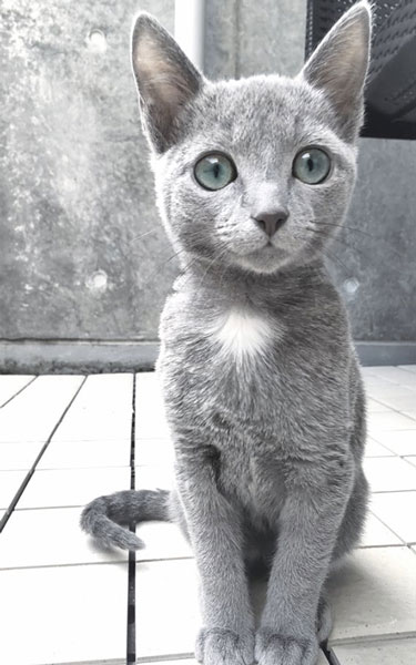 小さい時から美猫