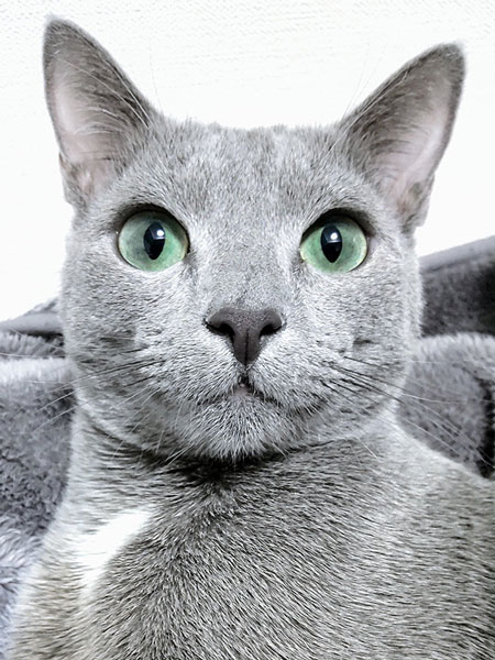 キレイなグリーンの瞳