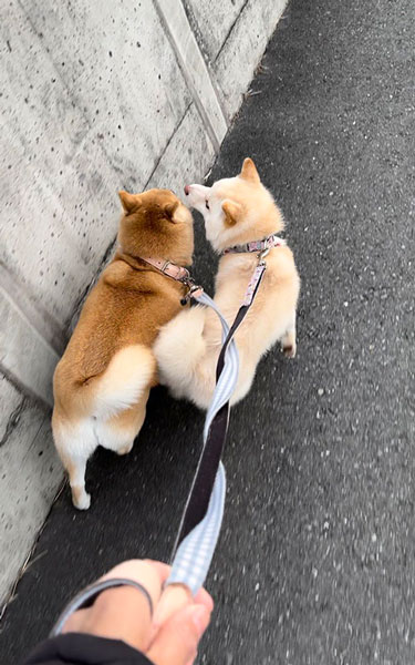 悪質なあおり運転