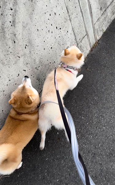 悪質なあおり運転