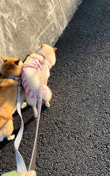 悪質なあおり運転