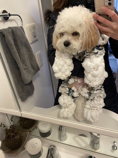 雪をつけた犬