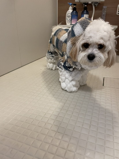 足に雪がついた犬
