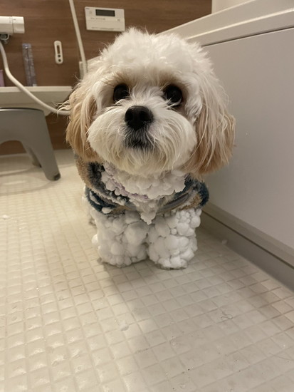 雪を付けた犬