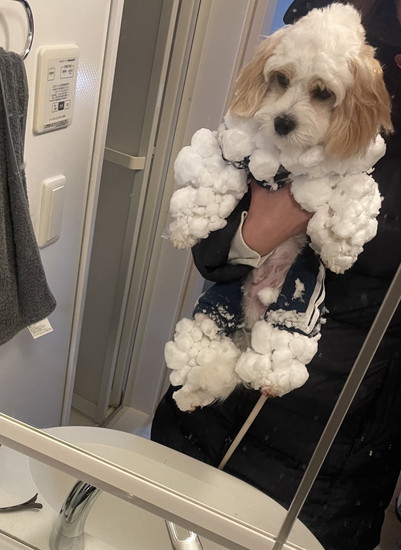 雪がついた犬