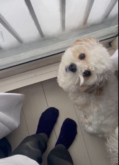 見上げる犬