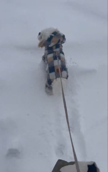 雪に入る犬
