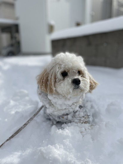 雪に入った犬