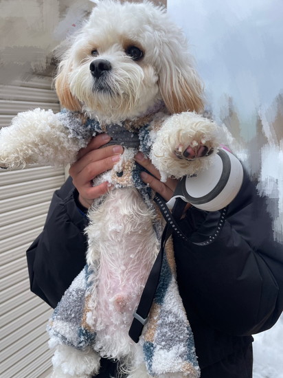 持ち上げられた犬