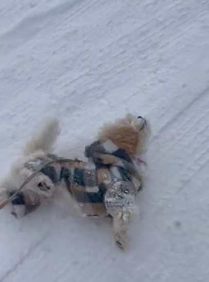 雪に転がる犬