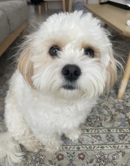 ふわふわな犬