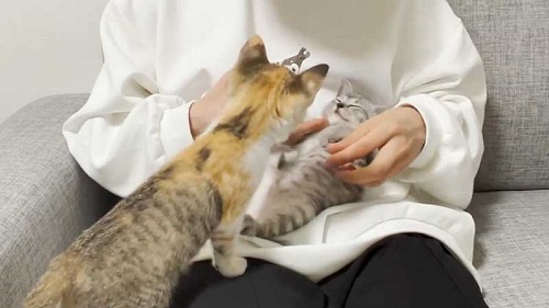子猫たち