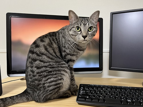 猫