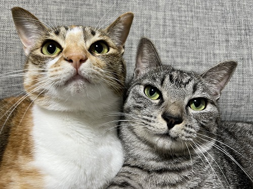 猫