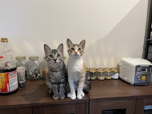 子猫