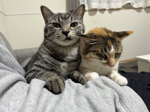 猫たち