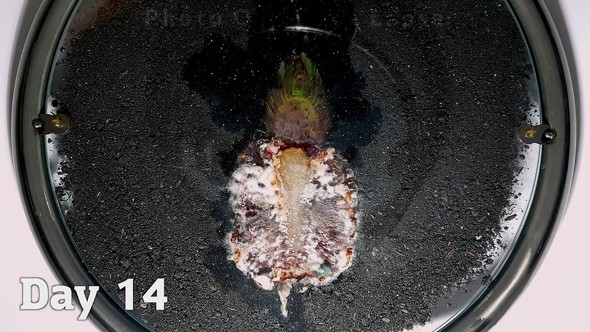 半分に切ったパイナップルを土の中で放置する実験動画