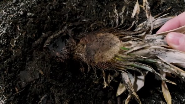 半分に切ったパイナップルを土の中で放置する実験動画