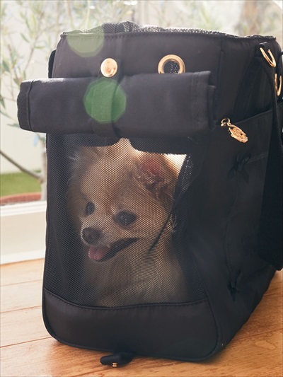 メゾンドフルール・ペットコレクション