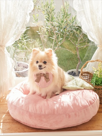 メゾンドフルール・ペットコレクション