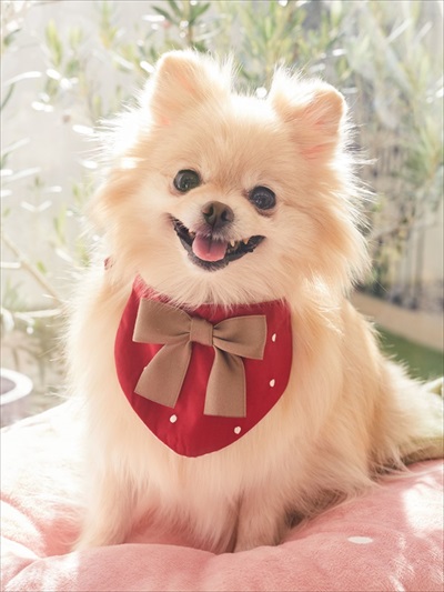 メゾンドフルール・ペットコレクション