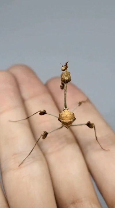カマキリ