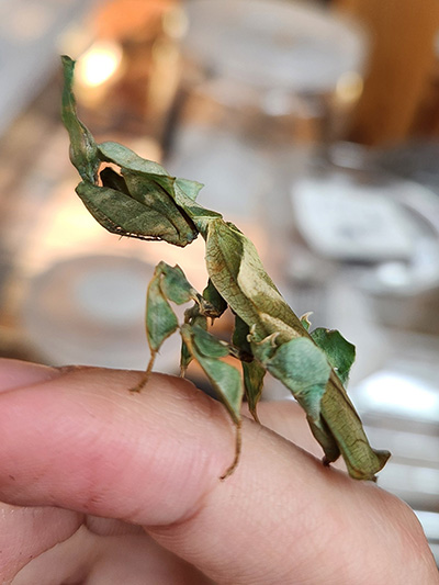 ゴーストマンティス