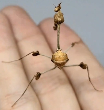 動画冒頭トリミング