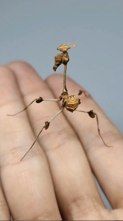 動画最後左を見る