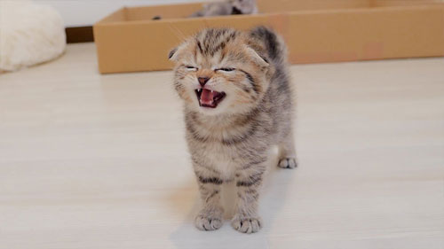腹ペコで鳴く子猫