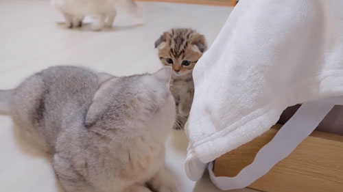 腹ペコで鳴く子猫