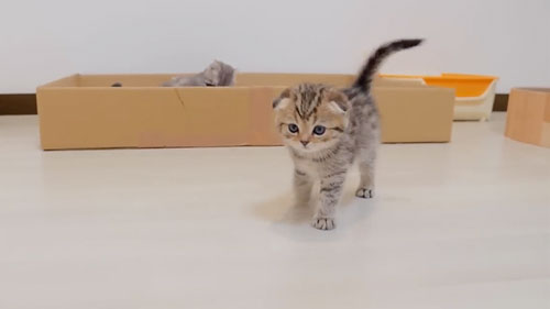 腹ペコで鳴く子猫