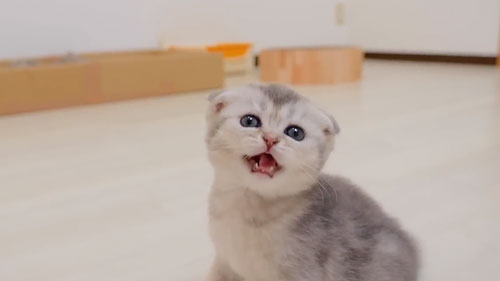 腹ペコで鳴く子猫