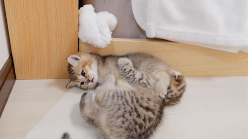 腹ペコで鳴く子猫