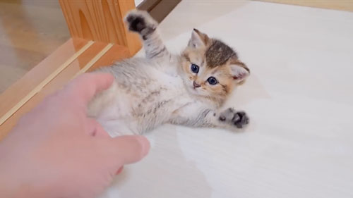 腹ペコで鳴く子猫