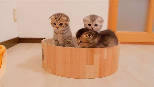 腹ペコで鳴く子猫