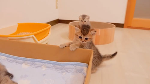 腹ペコで鳴く子猫