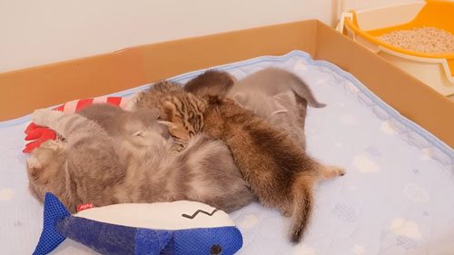 腹ペコで鳴く子猫