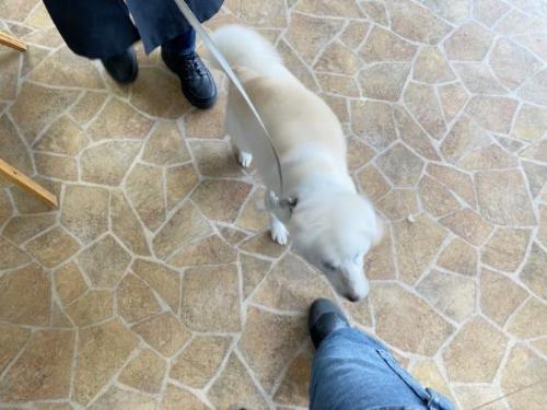 お迎え喜ぶ白柴きなこ