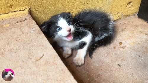保護子猫