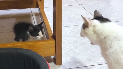 子猫と先住猫