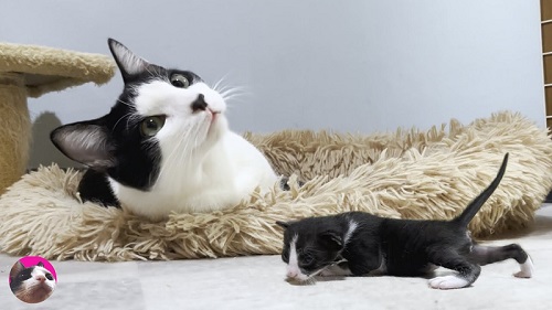 猫