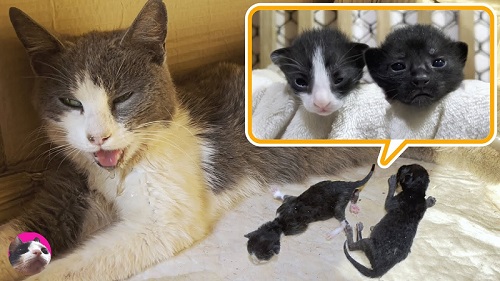 子猫
