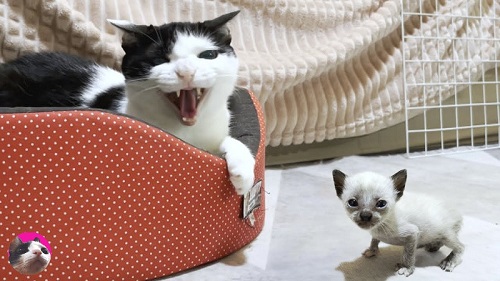 猫