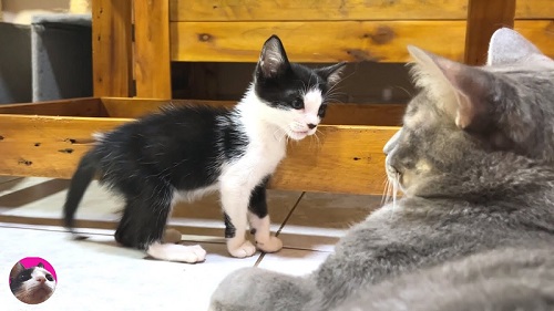 猫たち
