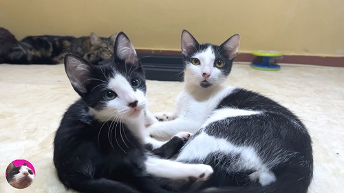 猫